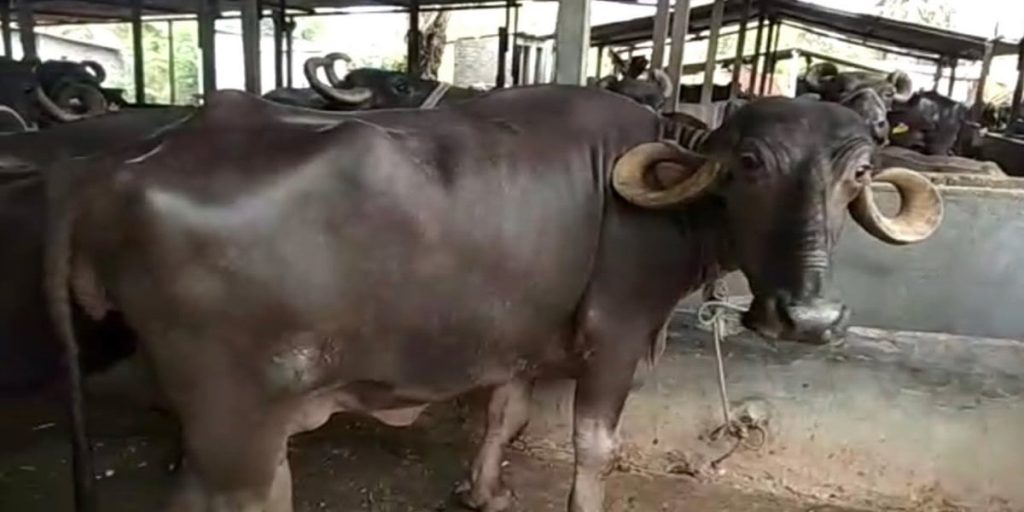 राँगा–भैँसी पाल्ने किसानले पाउनेछन् ५० प्रतिशत अनुदान, बीमा अनिवार्य