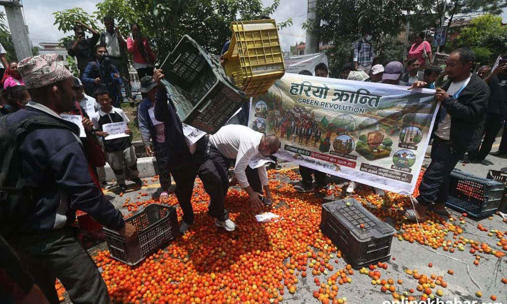 उचित मूल्य नपाएपछि किसानको आक्रोश: माइतीघरमा गोलभेडा छरेर विरोध प्रदर्शन